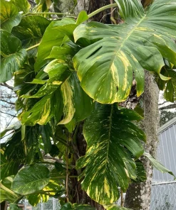 Giant Golden Pothos Live Plant - XL Trailing Indoor Houseplant Vine - Image 4