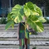 Giant Golden Pothos Live Plant - XL Trailing Indoor Houseplant Vine - Image 1