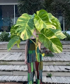 Giant Golden Pothos Live Plant - XL Trailing Indoor Houseplant Vine - Image 1
