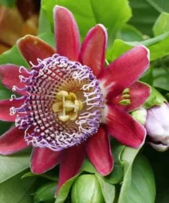 Giant Granadilla Passiflora Quadrangularis Live Plant 4-6 Inch Tall, Exotic Passionfruit Vine - Image 2