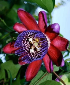 Giant Granadilla Passiflora Quadrangularis Live Plant 4-6 Inch Tall, Exotic Passionfruit Vine - Image 3