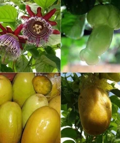 Giant Granadilla Passiflora Quadrangularis Live Plant 4-6 Inch Tall, Exotic Passionfruit Vine - Image 4