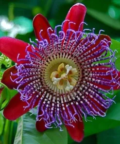 Giant Granadilla Passiflora Quadrangularis Live Plant 4-6 Inch Tall, Exotic Passionfruit Vine - Image 5