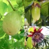 Giant Granadilla Passiflora Quadrangularis Live Plant 4-6 Inch Tall, Exotic Passionfruit Vine - Image 1