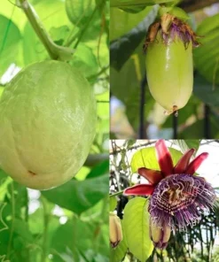 Giant Granadilla Passiflora Quadrangularis Live Plant 4-6 Inch Tall, Exotic Passionfruit Vine - Image 1