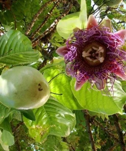 Giant Granadilla Passiflora Quadrangularis Live Plant 4-6 Inch Tall, Exotic Passionfruit Vine - Image 6