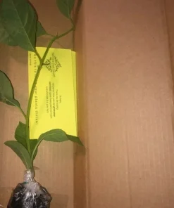 Giant Granadilla Passion Fruit Live Plant - Edible Yellow Passionfruit Vine - Image 2
