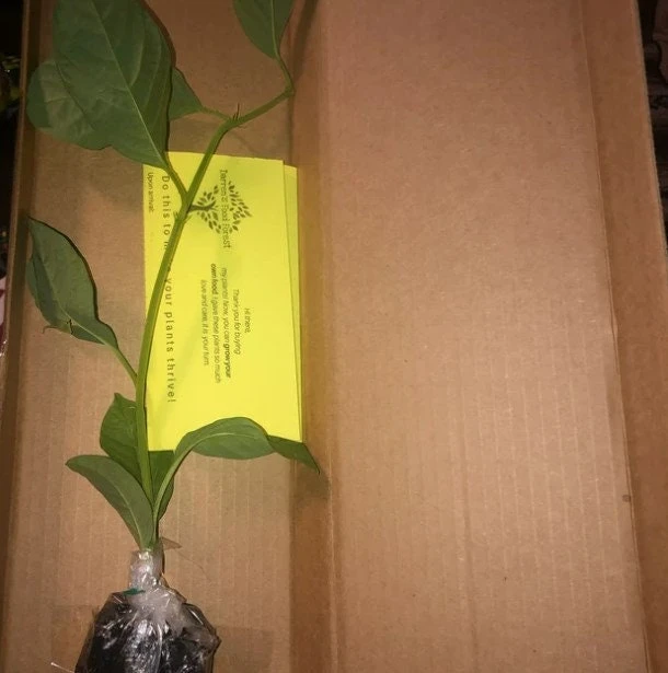 Giant Granadilla Passion Fruit Live Plant - Edible Yellow Passionfruit Vine - Image 2