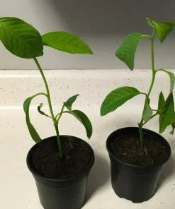 Giant Granadilla Passion Fruit Live Plant - Edible Yellow Passionfruit Vine - Image 3
