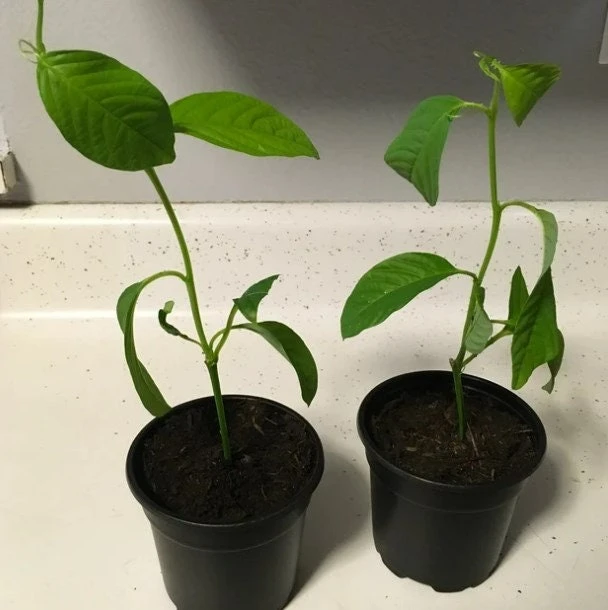 Giant Granadilla Passion Fruit Live Plant - Edible Yellow Passionfruit Vine - Image 3