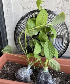Giant Granadilla Passion Fruit Live Plant - Edible Yellow Passionfruit Vine - Image 5