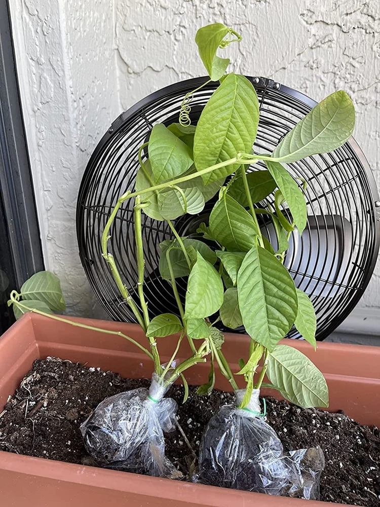 Giant Granadilla Passion Fruit Live Plant - Edible Yellow Passionfruit Vine - Image 5