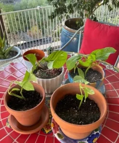 Giant Granadilla Passion Fruit Live Plant - Edible Yellow Passionfruit Vine - Image 6