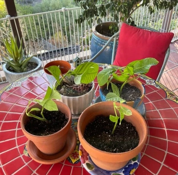 Giant Granadilla Passion Fruit Live Plant - Edible Yellow Passionfruit Vine - Image 6