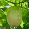 Giant Granadilla Passion Fruit Live Plant - Edible Yellow Passionfruit Vine - Image 1