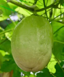 Giant Granadilla Passion Fruit Live Plant - Edible Yellow Passionfruit Vine - Image 1