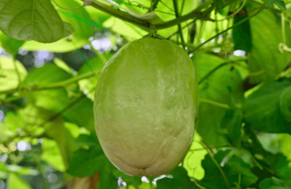 Giant Granadilla Passion Fruit Live Plant - Edible Yellow Passionfruit Vine - Image 1