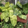 Giant Hawaiian Pothos Live Plant – Rare Variegated Indoor Climbing Vine - Image 1
