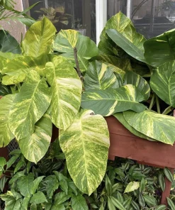 Giant Hawaiian Pothos Live Plant – Rare Variegated Indoor Climbing Vine - Image 1