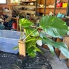 Giant Hawaiian Pothos Live Plant – Rare Variegated Indoor Houseplant - Image 1