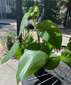 Giant Hawaiian Variegated Pothos Live Plant – Rare Climbing Houseplant - Image 2