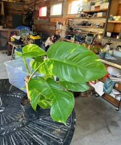 Giant Hawaiian Variegated Pothos Live Plant – Rare Climbing Houseplant - Image 3