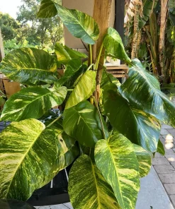 Giant Hawaiian Variegated Pothos Live Plant – Rare Climbing Houseplant - Image 4