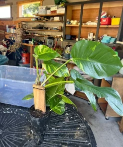Giant Hawaiian Variegated Pothos Live Plant – Rare Climbing Houseplant - Image 1