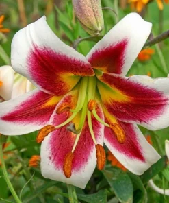 Giant Hybrid Lily Leslie Woodriff Flower Bulb - Multicolor - Outdoor - Image 2