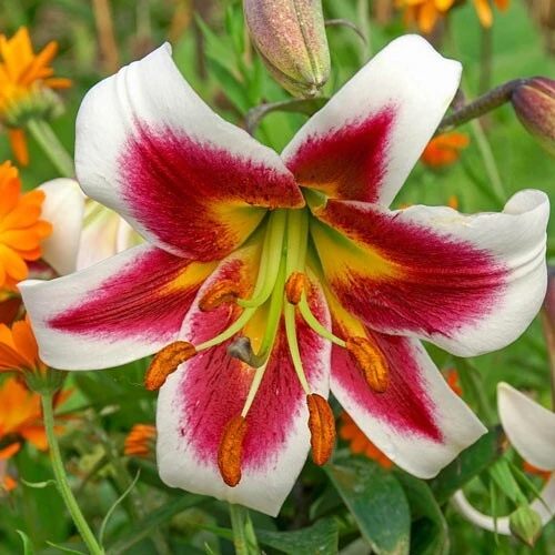 Giant Hybrid Lily Leslie Woodriff Flower Bulb - Multicolor - Outdoor - Image 2