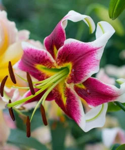 Giant Hybrid Lily Leslie Woodriff Flower Bulb - Multicolor - Outdoor - Image 3
