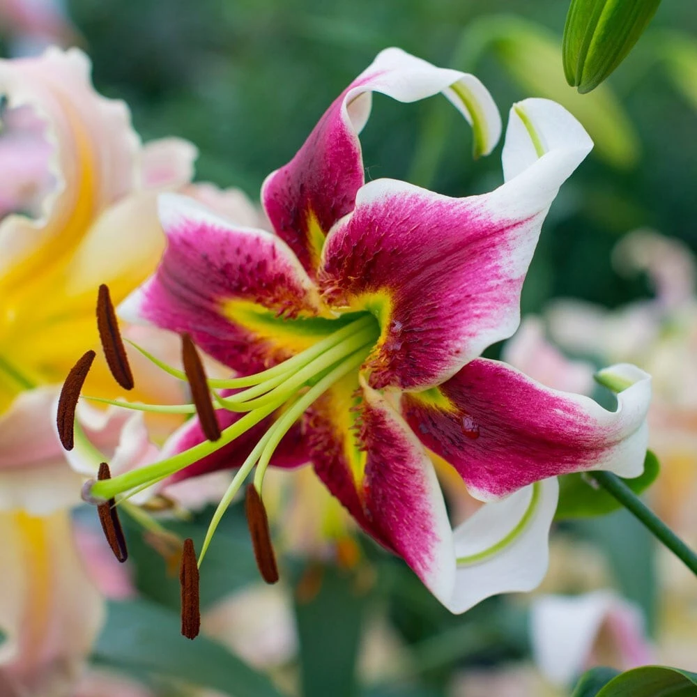Giant Hybrid Lily Leslie Woodriff Flower Bulb - Multicolor - Outdoor - Image 3