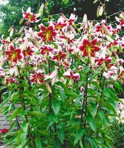 Giant Hybrid Lily Leslie Woodriff Flower Bulb - Multicolor - Outdoor - Image 4