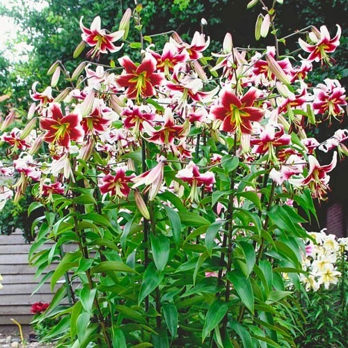 Giant Hybrid Lily Leslie Woodriff Flower Bulb - Multicolor - Outdoor - Image 4