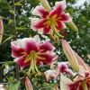 Giant Hybrid Lily Leslie Woodriff Flower Bulb - Multicolor - Outdoor - Image 1