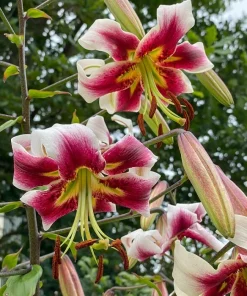 Giant Hybrid Lily Leslie Woodriff Flower Bulb - Multicolor - Outdoor - Image 1