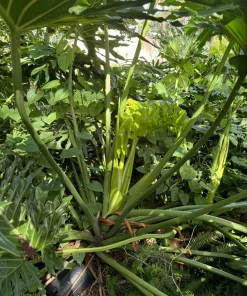 Giant Philodendron Live Plant – Large Tropical Indoor Houseplant – Choose Variety - Image 2