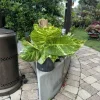 Giant Pothos Aurea Live Plant – Potted Houseplant with Roots - Image 1