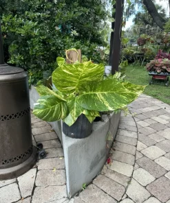 Giant Pothos Aurea Live Plant – Potted Houseplant with Roots - Image 1