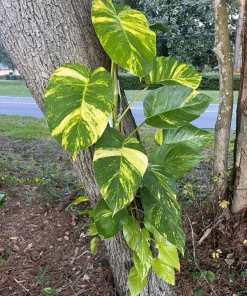 Giant Pothos Aurea Live Plant – Potted Houseplant with Roots - Image 3