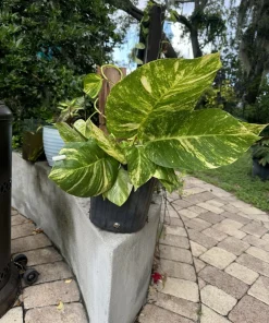 Giant Pothos Aurea Live Plant – Rare Variegated Climbing Vine – Potted Houseplant - Image 2