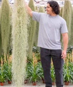 Giant Spanish Moss Air Plant Tillandsia usneoides Live Clump for Indoor & Outdoor Decor - Image 2