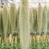 Giant Spanish Moss Air Plant Tillandsia usneoides Live Clump for Indoor & Outdoor Decor - Image 1