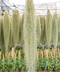 Giant Spanish Moss Air Plant Tillandsia usneoides Live Clump for Indoor & Outdoor Decor - Image 1