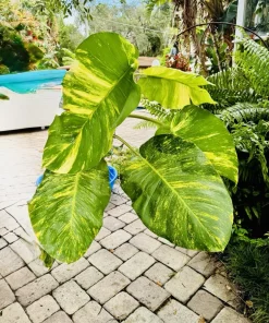 Giant Variegated Pothos Live Plant – Large Indoor Climbing Houseplant with Pot & Moss Pole - Image 7