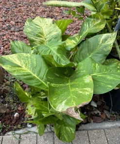 Giant Variegated Pothos Live Plant with Pot & Moss Pole - Large Houseplant - Image 10