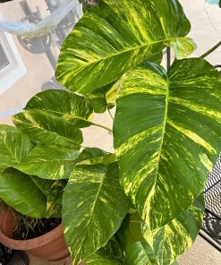 Giant Variegated Pothos Live Plant with Pot & Moss Pole - Large Houseplant - Image 11