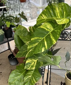 Giant Variegated Pothos Live Plant with Pot & Moss Pole - Large Houseplant - Image 12