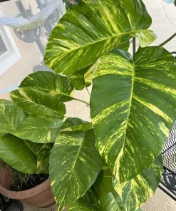 Giant Variegated Pothos Live Plant with Pot & Moss Pole - Large Houseplant - Image 13