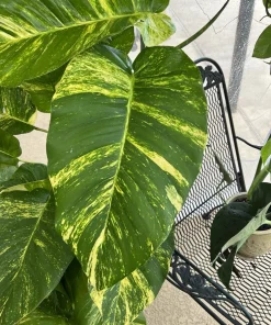 Giant Variegated Pothos Live Plant with Pot & Moss Pole - Large Houseplant - Image 14
